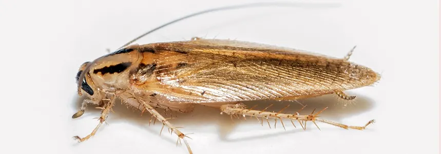Choosing a German Roach Killer