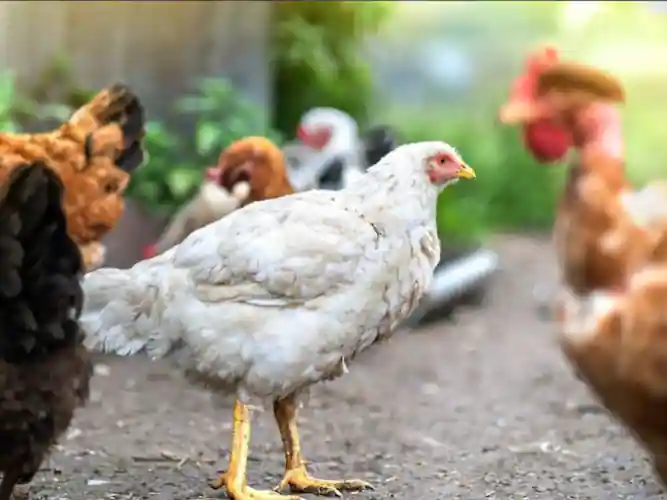 Desi Chicken vs Broiler Chicken: